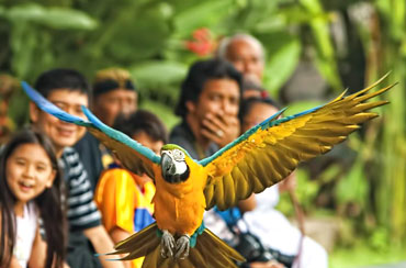 Bali Bird Park