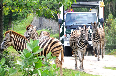 Bali Safari And Marine Park