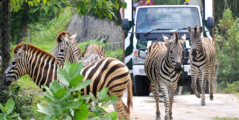 Bali Safari And Marine Park