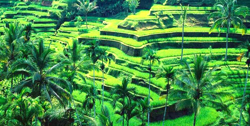 Tegalalang Rice Terrace