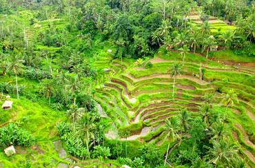 Tegalalang Rice Terrace