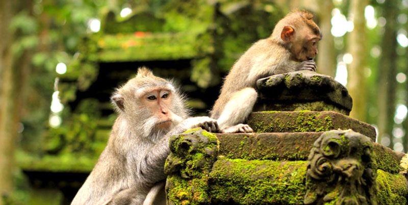 Ubud Monkey Forest
